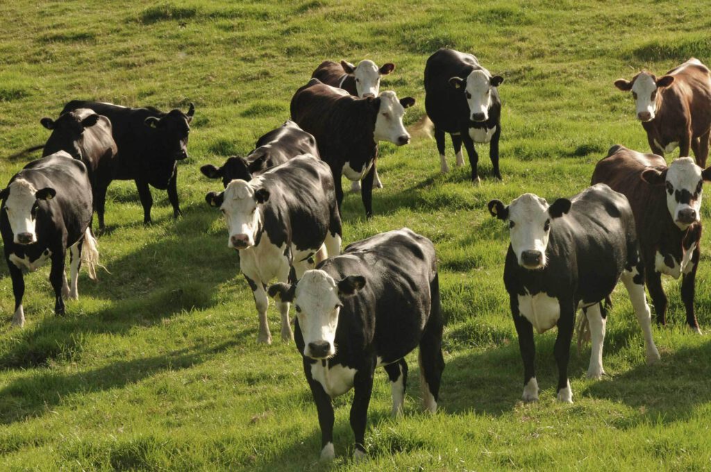 Photos of cattle grazing in a grassy New Zealand field